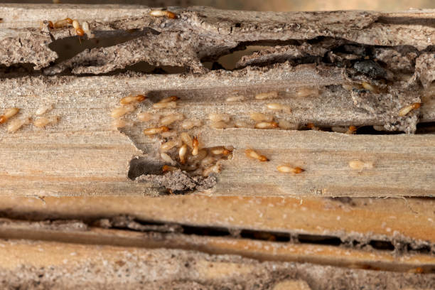 Best Ant Control Services  in Miamitown, OH